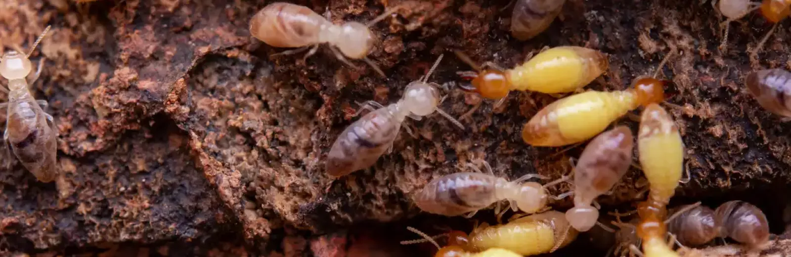 termite-hero-rich-pro-ltp