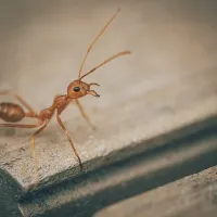 ants in home
