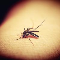 mosquito on the arm of a person in richmond 