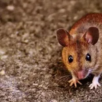 rodents being small but dangerous