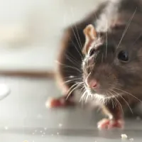 Mouse on dirty table