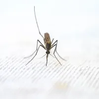 mosquito biting 