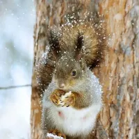 how to prevent pests from entering your home in the winter
