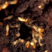 termites in a burrow in richmond, va
