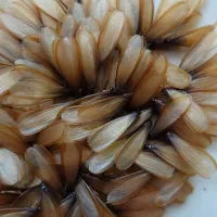 flying termites around your home