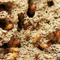 termite damage to home