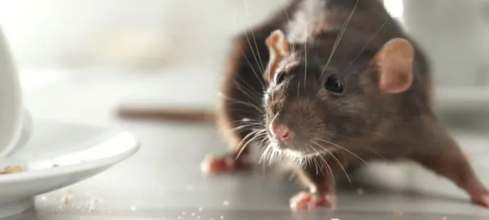 Mouse on dirty table