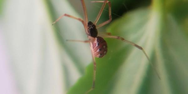 a brown recluse spider on a web
