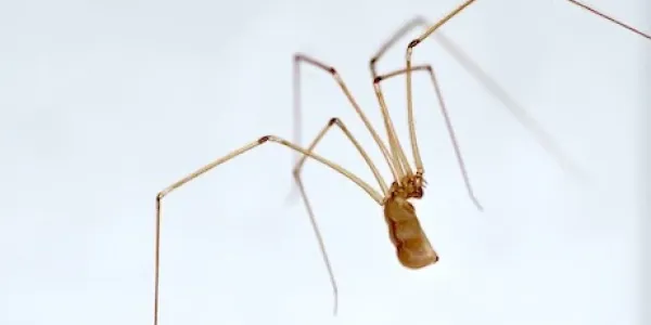 a daddy longlegs spider