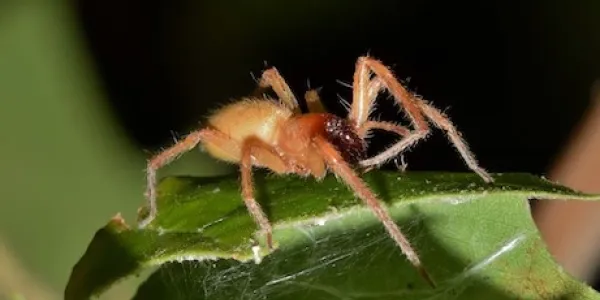 a sac spider